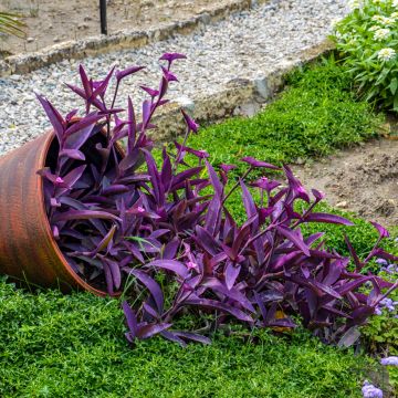 Tradescantia pallida Purple Heart -  - Planta amor de hombre