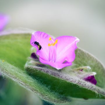 Tradescantia sillamontana - Planta amor de hombre