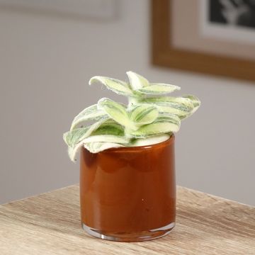 Tradescantia Brightness - Planta amor de hombre