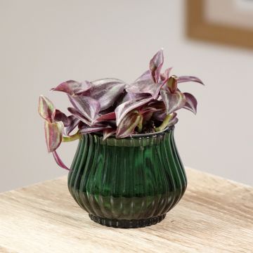 Tradescantia zebrina Purple Joy - Planta amor de hombre
