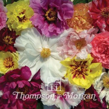 Peonía arbustiva Rockii Mixed - Paeonia suffruticosa
