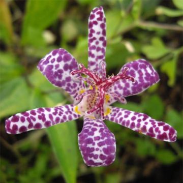 Tricyrtis hirta Imperial Banner - Lirio sapo