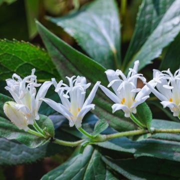 Tricyrtis hirta Alba - Lirio sapo