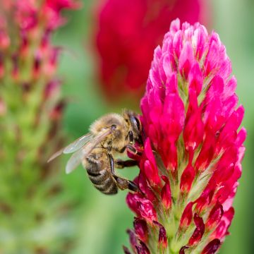 Trébol encarnado - Trifolium incarnatum