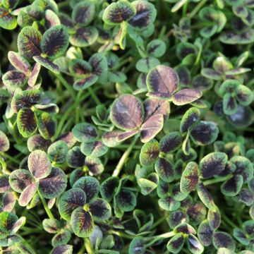 Trifolium repens Pentaphyllum - Trébol blanco