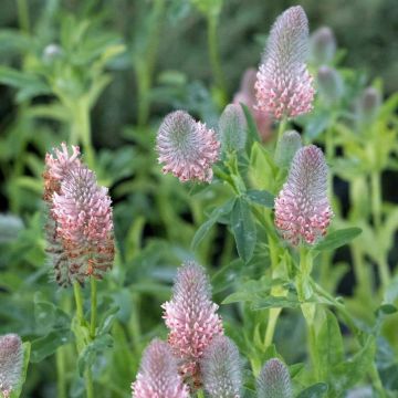 Trifolium rubens Peachy Pink - Alfalfa roja