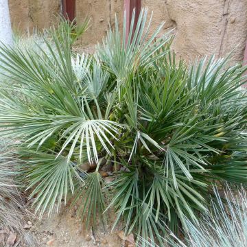 Trithrinax campestris - Caranday