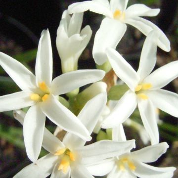 Tulbaghia violacea var. maritima Savannah Lightning - Ajo social