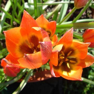 Tulipán botánico Little Princess