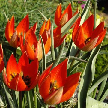 Tulipa whittallii - Tulipan botánico