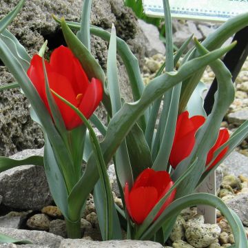 Tulipa wilsoniana - Tulipan botánico