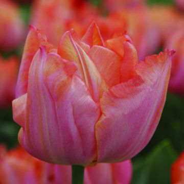 Tulipán Triunfo Jochem