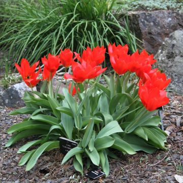 Tulipa fosteriana 'Princeps'