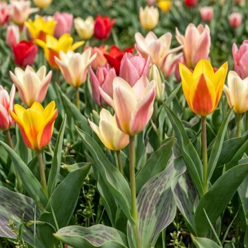 Tulipán Kaufmanniana Rainbow Mix