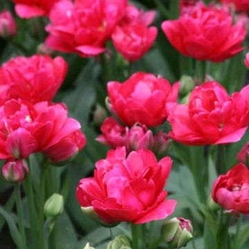 Tulipán doble de flor temprana Bearing Point