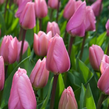 Tulipán híbrido Darwin Big Love