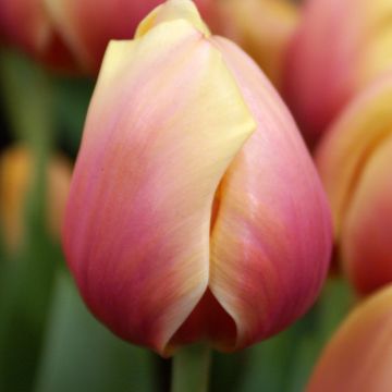 Tulipán híbrido Darwin Marit