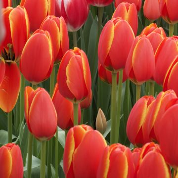 Tulipán híbrido Darwin World's Favourite