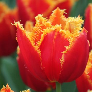 Tulipán dentado Fabio