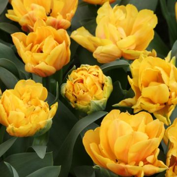Tulipán doble de flor tardía Freeman
