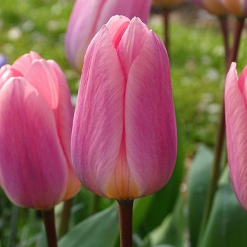 Tulipán híbrido Darwin Light and Dreamy