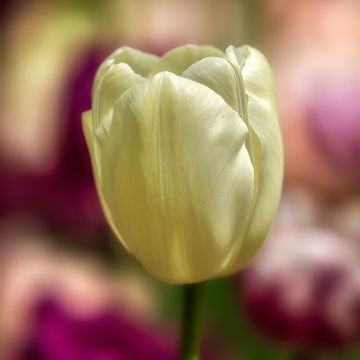 Tulipán Triunfo Creme Flag
