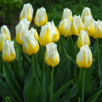 Tulipán Triunfo Flaming Agrass