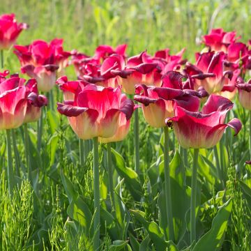 Tulipán Triunfo Match