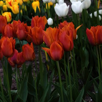 Tulipán Triunfo Request