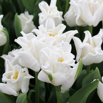 Tulipán Triunfo White Liberstar