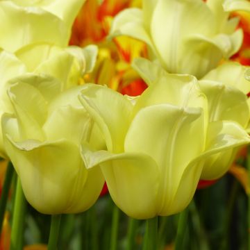 Tulipán Triunfo World Friendship