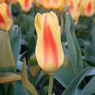 Tulipán Fosteriana Easter Parade