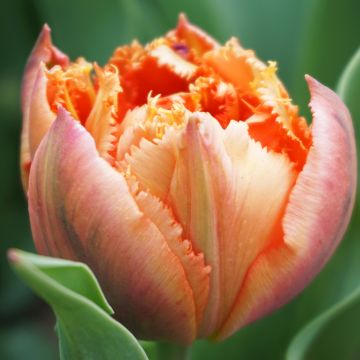 Tulipán dentado Royal Centennial