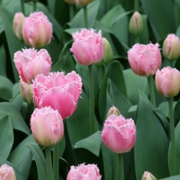 Tulipán dentado Cacharel
