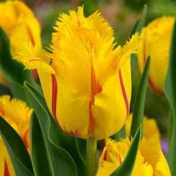 Tulipán dentado Flamenco