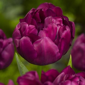 Tulipán doble de flor temprana Alison Bradley