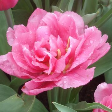 Tulipán doble de flor temprana Dior