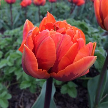 Tulipán doble de flor temprana Hermitage