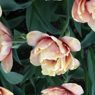 Tulipán doble de flor temprana La Belle Epoque