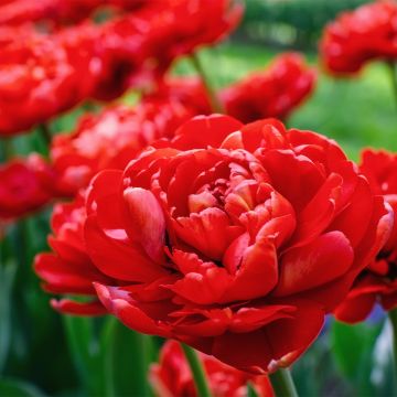 Tulipán doble de flor temprana Red Baby Doll