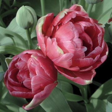 Tulipán doble de flor tardía Wedding Gift