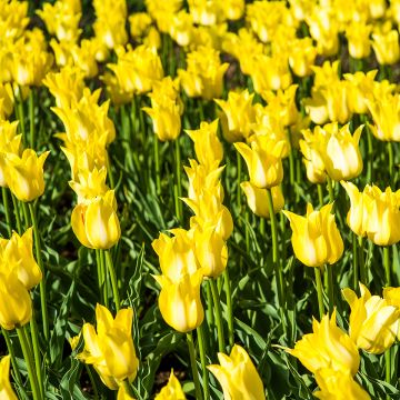 Tulipán flor de lis Ballade Gold