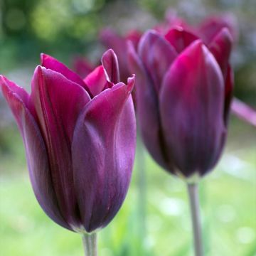 Tulipán flor de lis Merlot