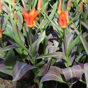 Tulipán Fosteriana Juan