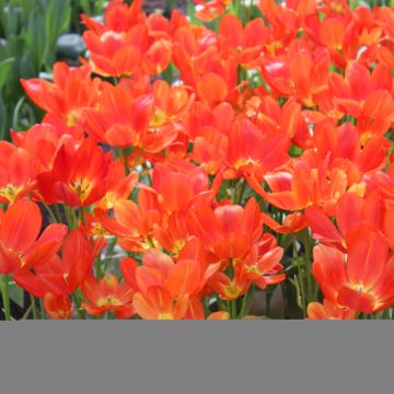 Tulipán multiflor Orange bouquet