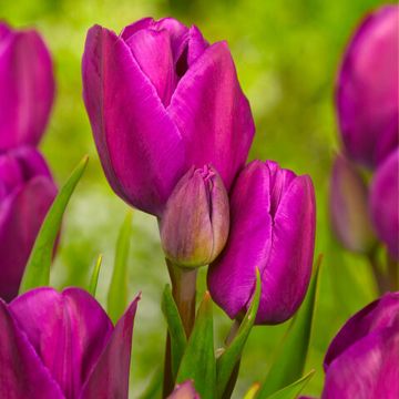 Tulipán multiflor Purple Bouquet
