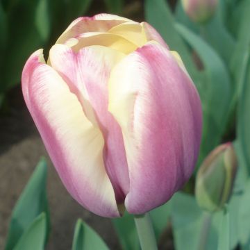 Tulipán simple de flor tardía Atlantis