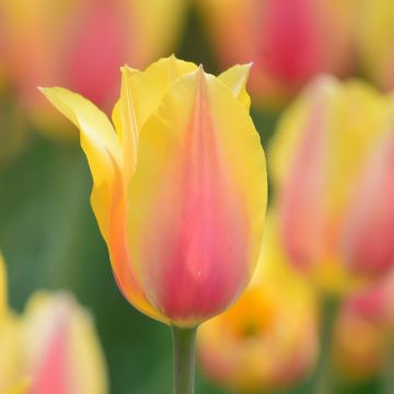 Tulipán simple de flor tardía Blushing Beauty
