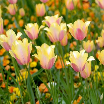 Tulipán simple de flor tardía Blushing Lady
