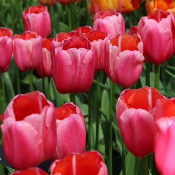 Tulipán simple de flor tardía Renown